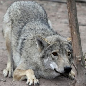 Der Konditionierungswahnsinn beim Hund