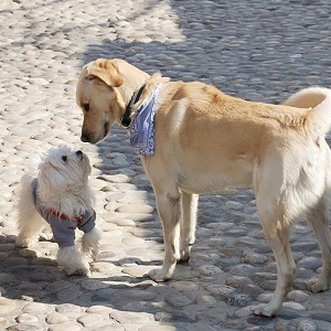 Höllenhund zum Frühstück