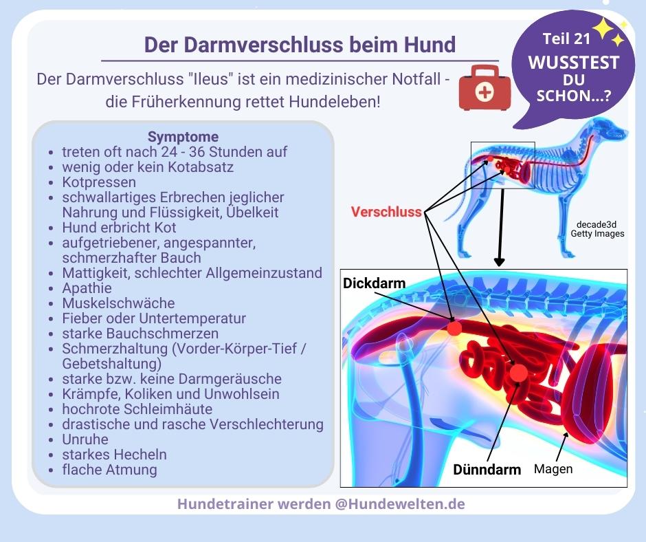 Springe kage Støv Hundehalter Information - Presseartikel, News und Links, Blog